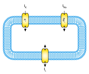 CellML schematic cell membrane model
